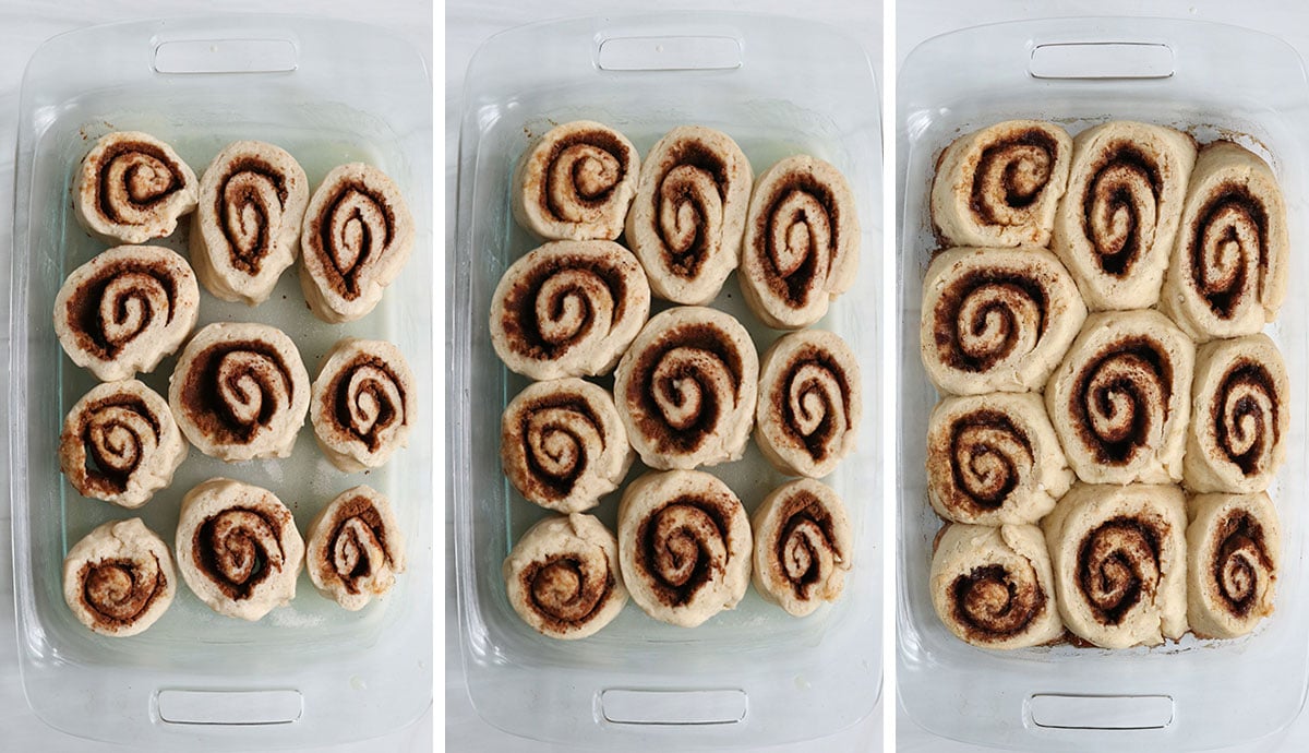 cinnamon rolls in pan after second rise and baked.